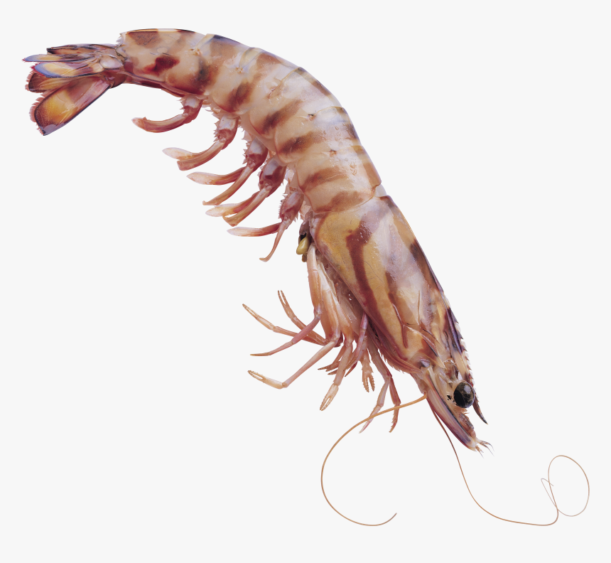 Shrimps Png - Transparent Shrimp, Png Download, Free Download