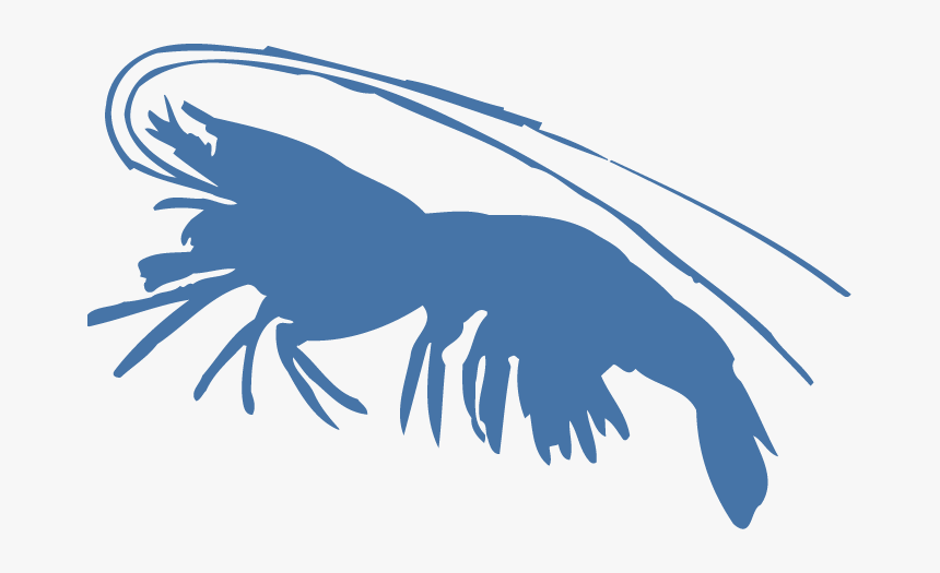 Blue Shrimp Png, Transparent Png, Free Download