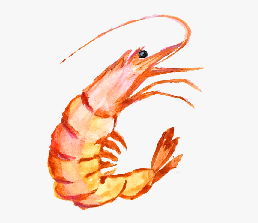 Hand Painting 1957063 960 720 - Funny Shrimp Shirts, HD Png Download, Free Download