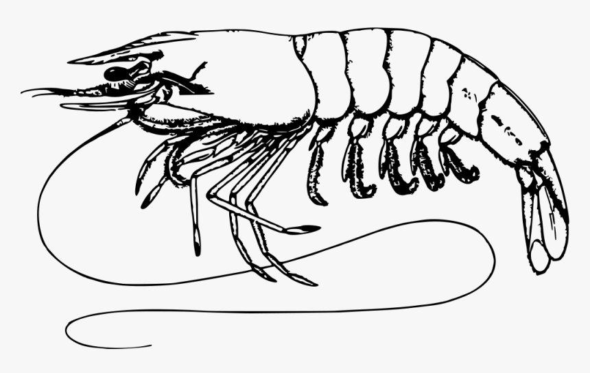 Shrimp - Shrimp Black And White, HD Png Download, Free Download