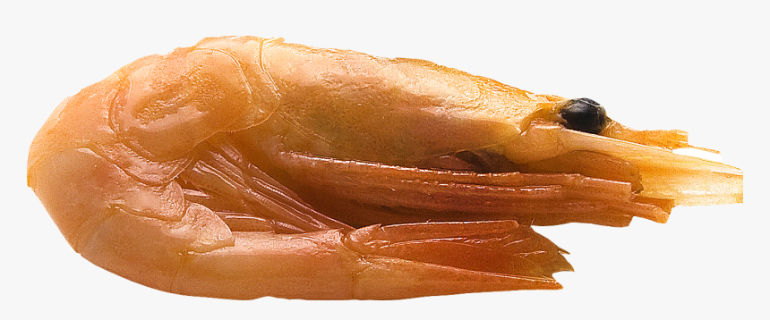 Shrimps Png - Caridean Shrimp, Transparent Png, Free Download
