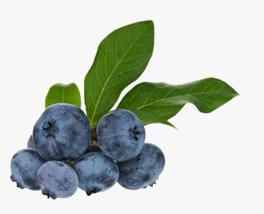 Huckleberry, HD Png Download, Free Download