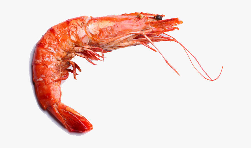 Animal Has Heart In Head, HD Png Download, Free Download
