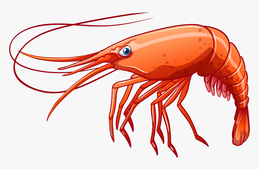 Png Clip Art - Transparent Background Shrimp Clipart, Png Download, Free Download