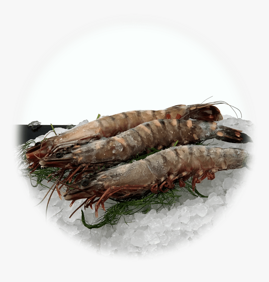 Caridean Shrimp, HD Png Download, Free Download