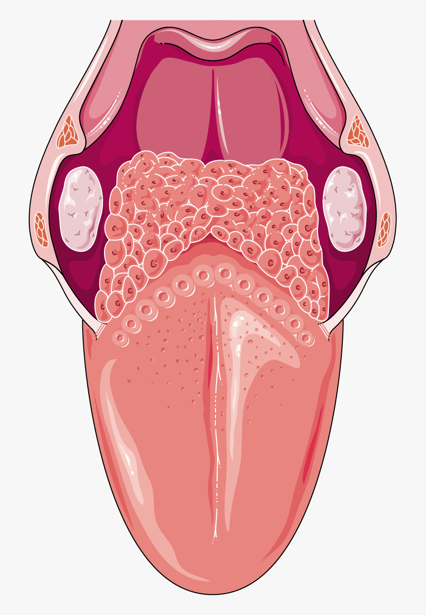 Download The Image - Tongue Anatomy Png, Transparent Png, Free Download