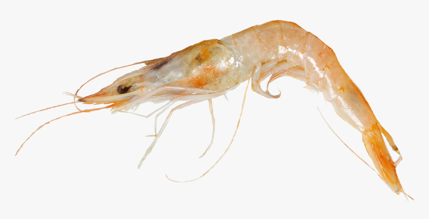 Deep Water Rose Shrimp, HD Png Download, Free Download