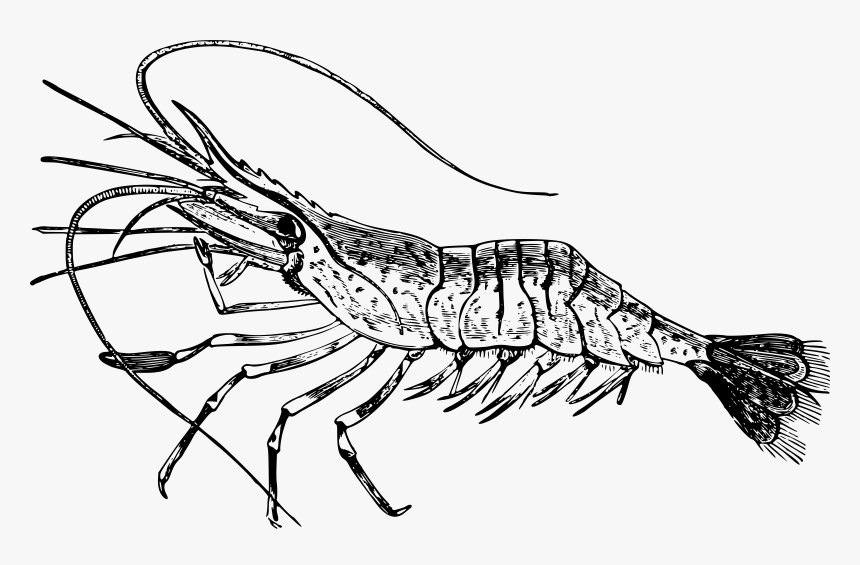 Common Big Image Png - Prawn Line Drawing Png, Transparent Png, Free Download