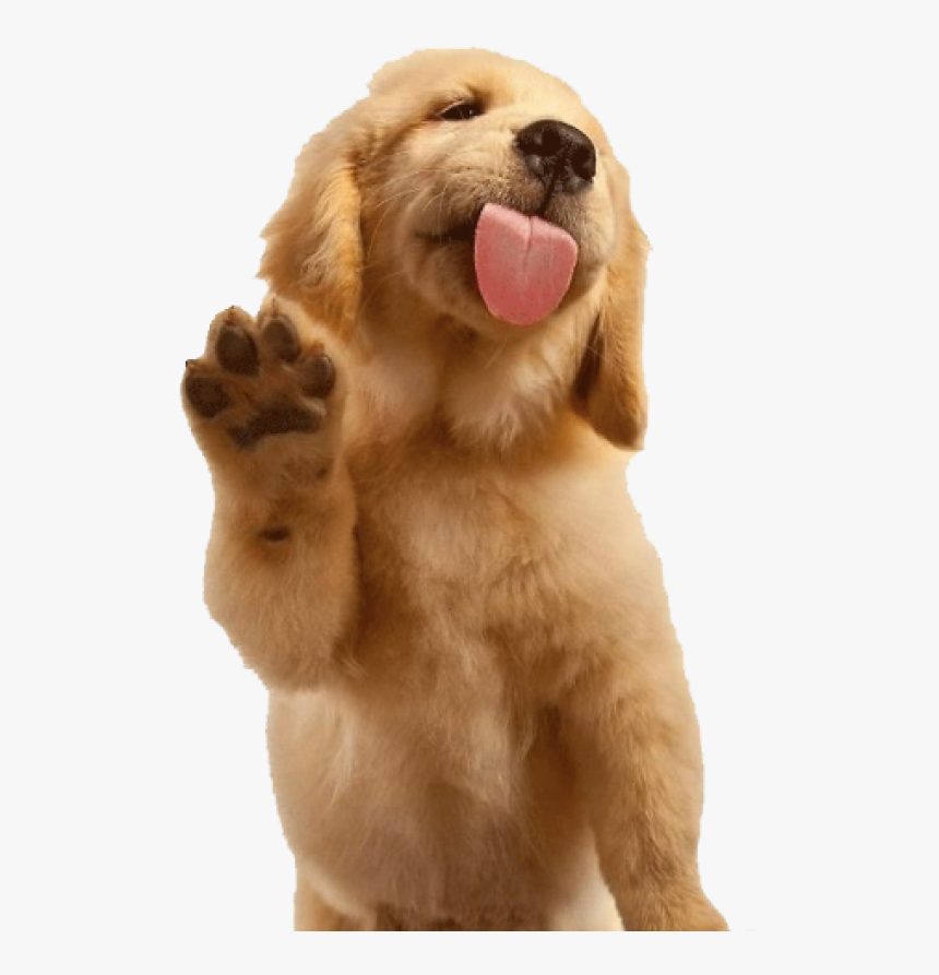 Golden Retriever Puppy Sticker, HD Png Download, Free Download