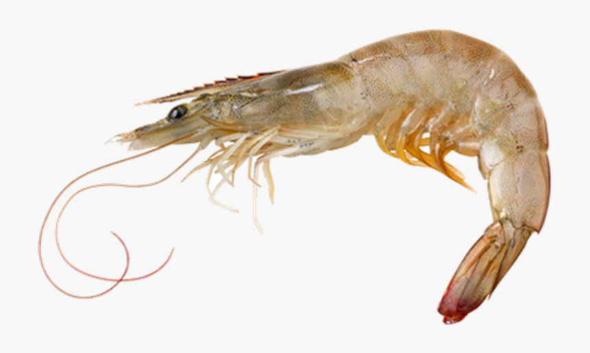 Picture Of Vannamei Prawn - Shrimp Png, Transparent Png, Free Download