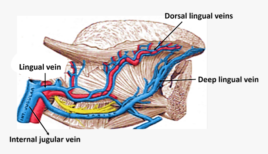 Blood Vessels Of Tongue, HD Png Download, Free Download