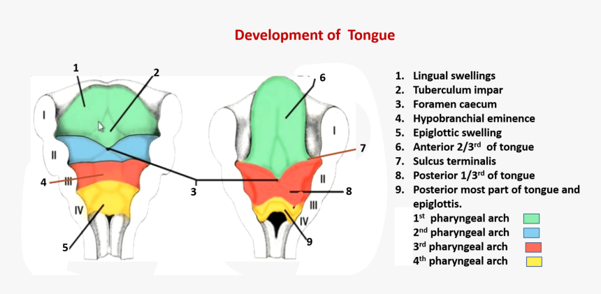 Transparent Tongue Png - Embriologia De La Lengua, Png Download, Free Download