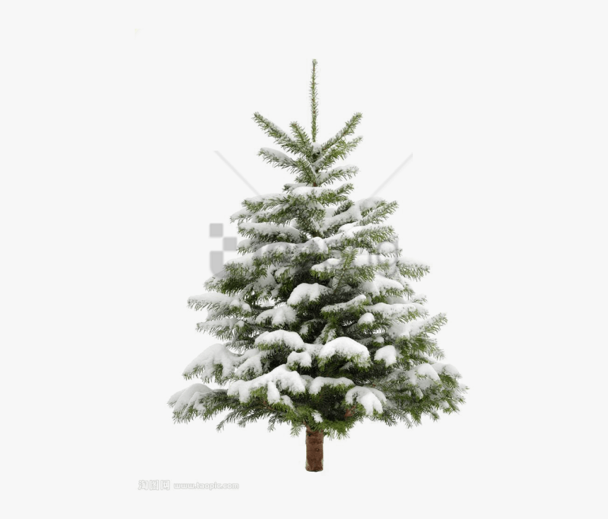 Frost - Snowy Christmas Tree Png, Transparent Png, Free Download