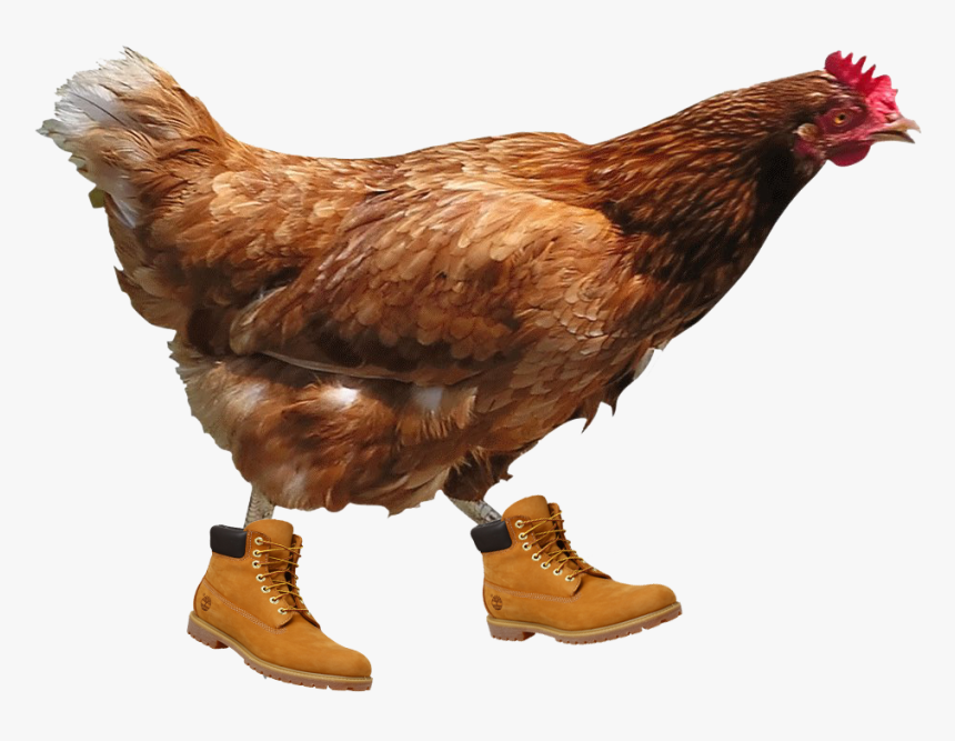 Chicken Png, Transparent Png, Free Download