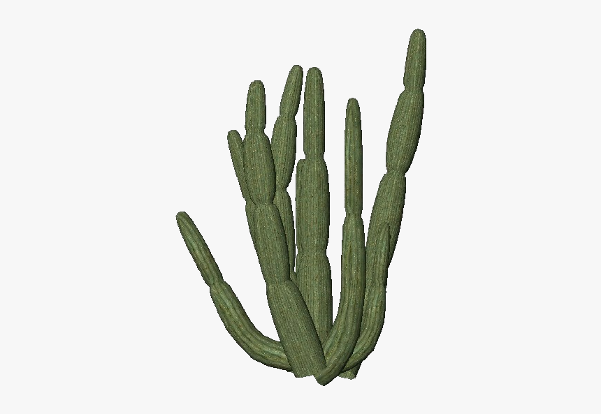 Transparent Background Cactus Png, Png Download, Free Download