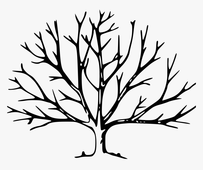 Tree With Branches Drawing, HD Png Download, Free Download