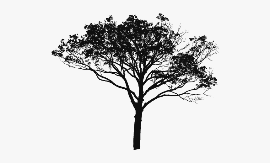 Tree Vector Black And White, Tree Vector Clipart, Tree - Silhouette Tree Vector Png, Transparent Png, Free Download