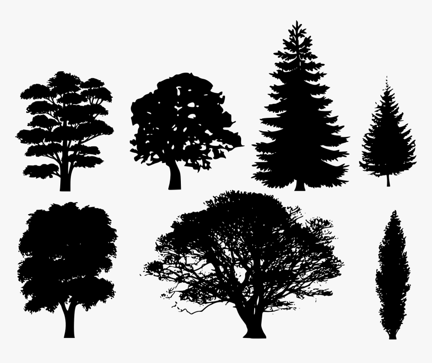 Pine Tree Png Vector - Free Vector Tree Silhouette, Transparent Png, Free Download