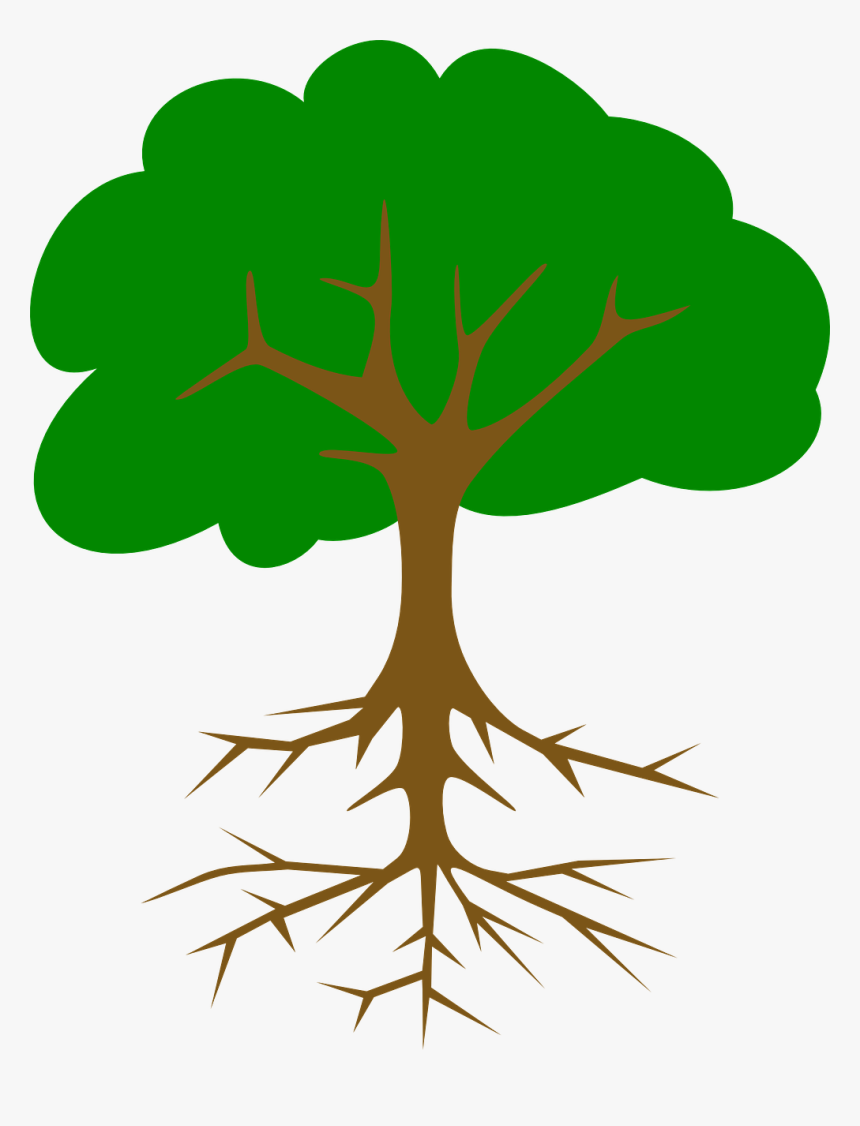 Describe Cycling Of Carbon - Name Of Tree Part, HD Png Download, Free Download