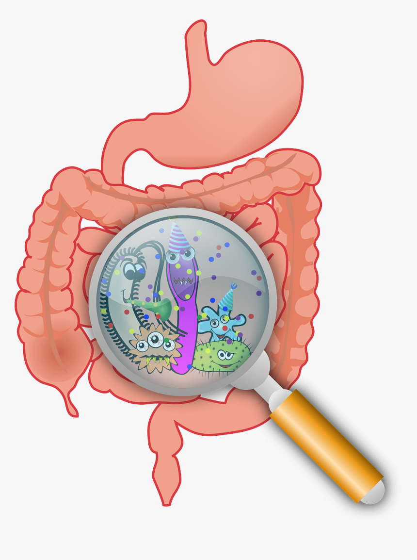 Gut Probiotic, HD Png Download, Free Download