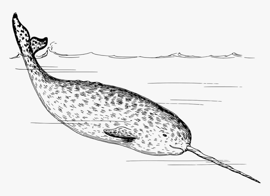 Arctic-2027590 1280 - Narwhals Black And White, HD Png Download, Free Download