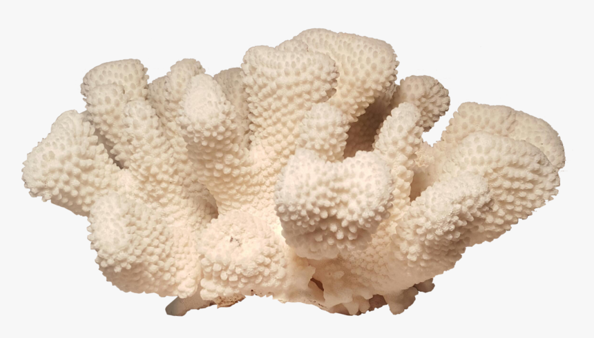 Cauliflower Specimen Chairish Graphic Black And White, HD Png Download, Free Download