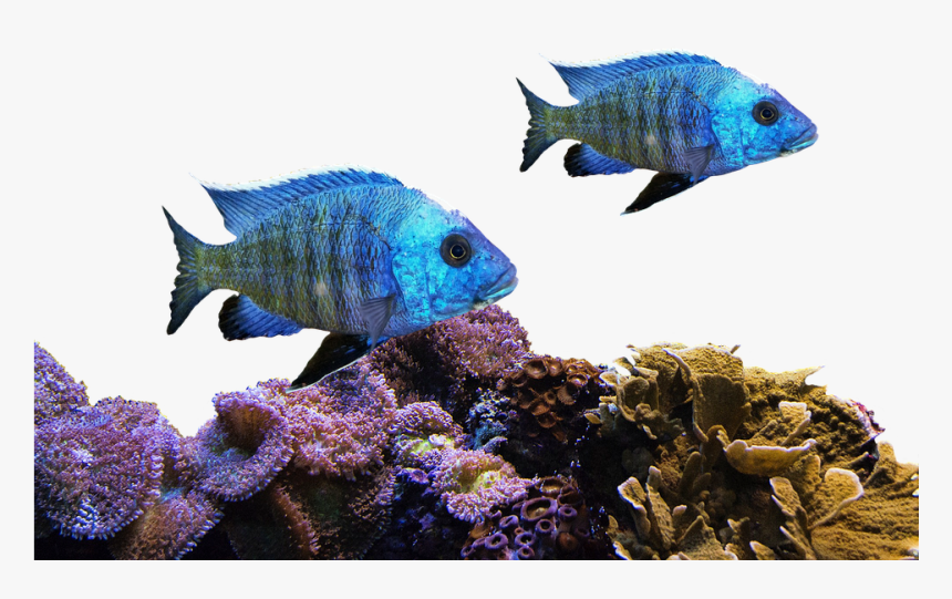 Fish, Coral, Sea, Nature, Water, Underwater, Aquarium - Transparent Coral Reefs Png, Png Download, Free Download