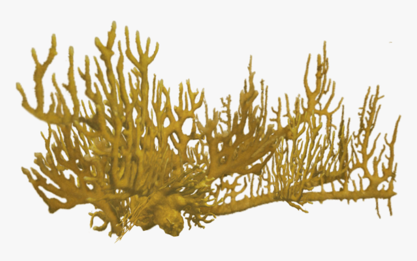 Transparent Coral Png - Coral Reef Png Red, Png Download, Free Download