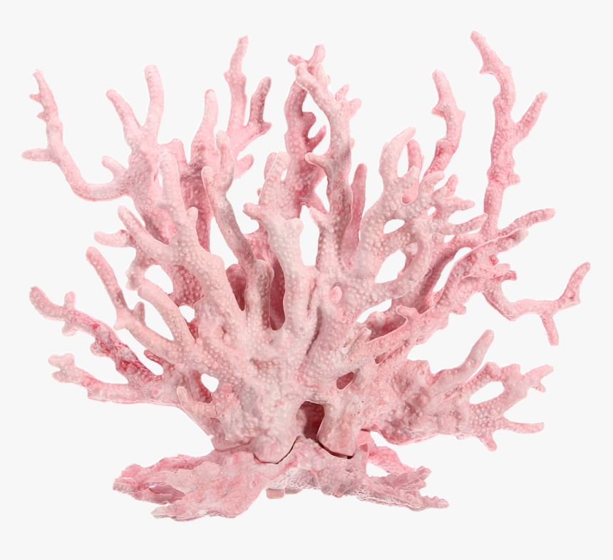 Dont Claim As Yours - Pink Coral Reef Png, Transparent Png, Free Download