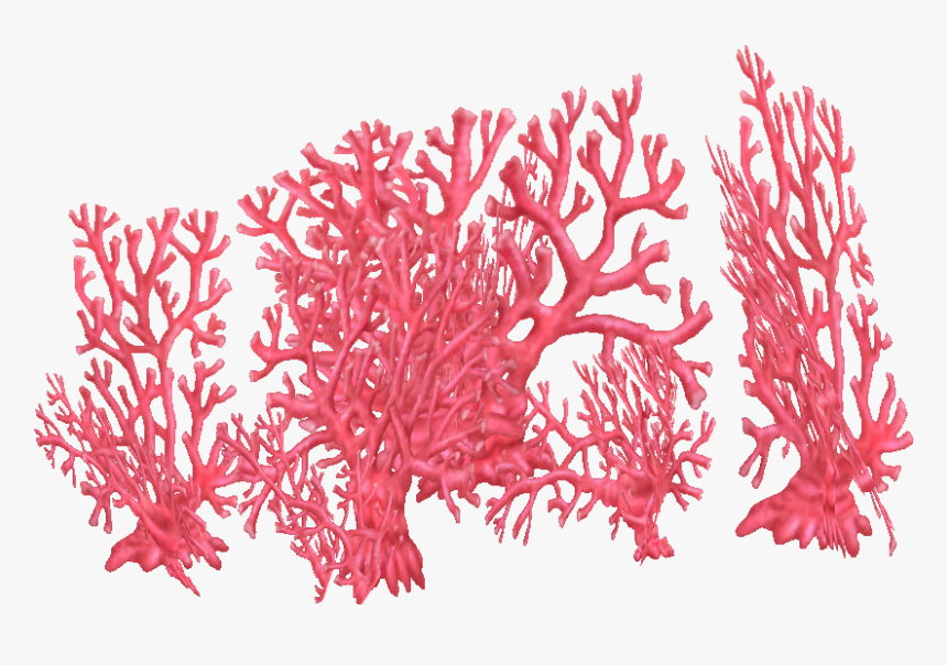 Fire Coral Png, Transparent Png, Free Download