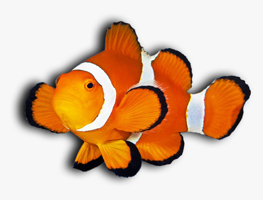 Clown Fish Png - Clown Fish Transparent Background Clipart, Png Download, Free Download