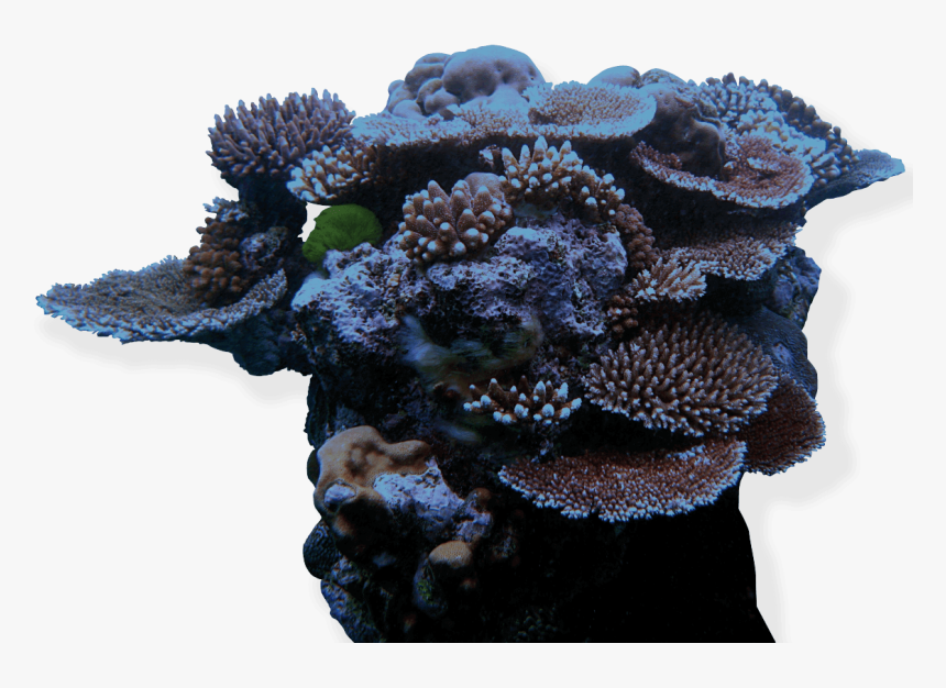 Coral Reef Png, Transparent Png, Free Download