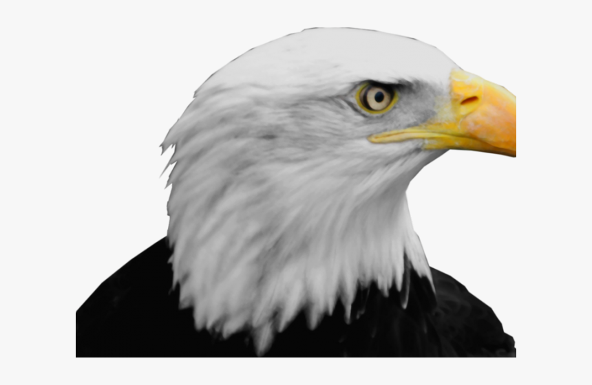 Bald Eagle Png Transparent Images - Bald Eagle Head Png, Png Download, Free Download