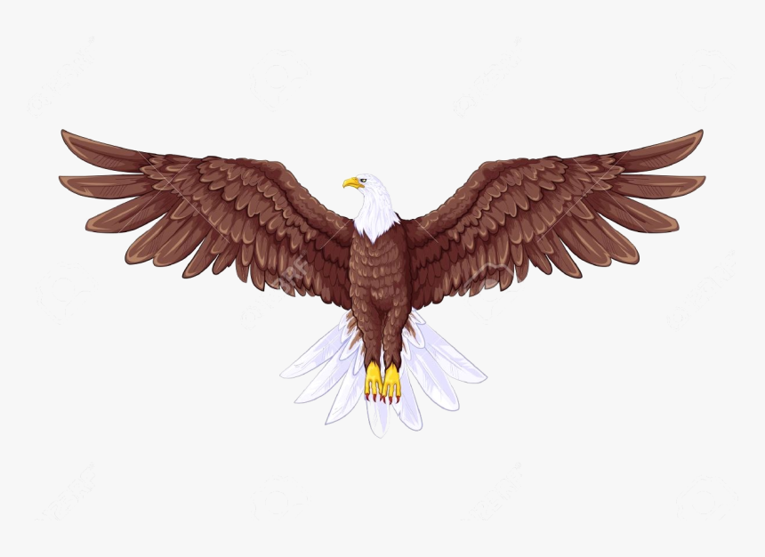 Eagle Royalty Free Rf Clipart Illustration By Chromaco - Full Body Eagle Drawing, HD Png Download, Free Download