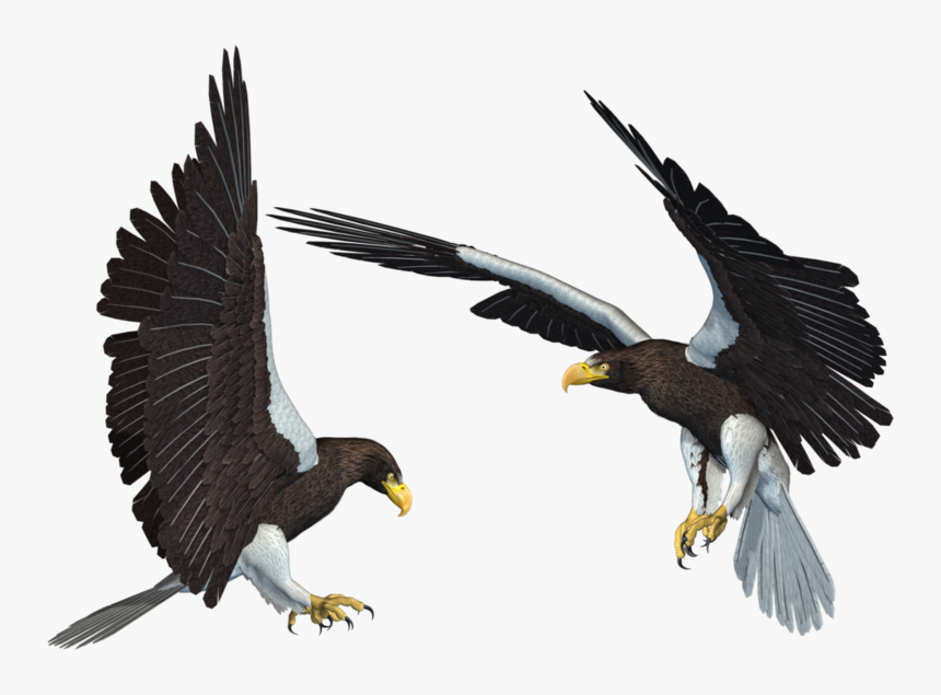 Bald Eagle Png Transparent Picture - Sea Eagle Png, Png Download, Free Download