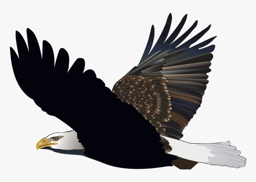 Bird Eagle Flying Feather Nature American Flight - Flying Eagle, HD Png Download, Free Download