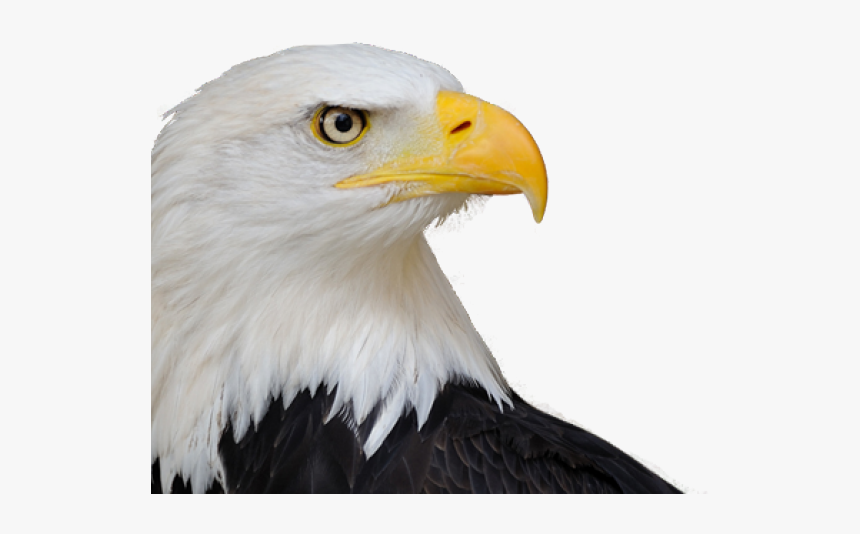 Bald Eagle Png Transparent Images - Eagle With Canadian Flag, Png Download, Free Download