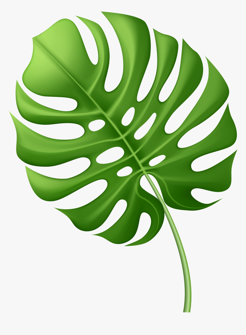 Palm Leaf Png , Png Download, Transparent Png, Free Download