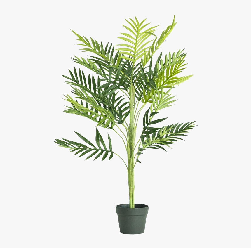 Houseplant, HD Png Download, Free Download