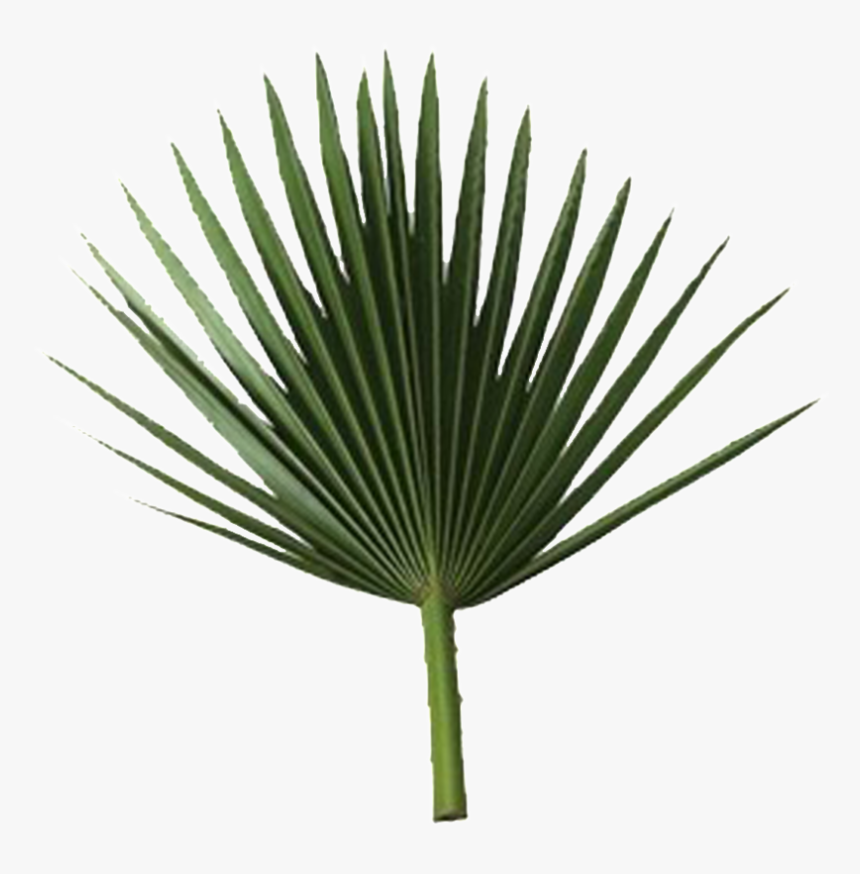 Sabal Palm Arecaceae Rama De Palmera De Hoja De Fronda - Sabal Palm Leaf, HD Png Download, Free Download