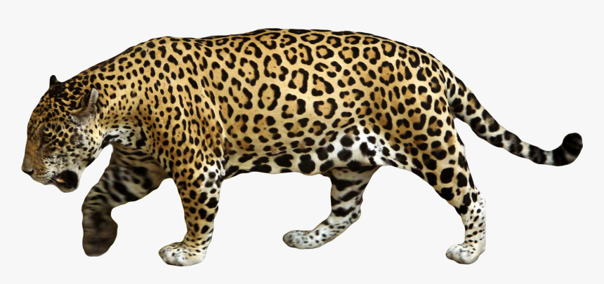 Animals Png Images For Size Comparisons - Jaguar Png, Transparent Png, Free Download
