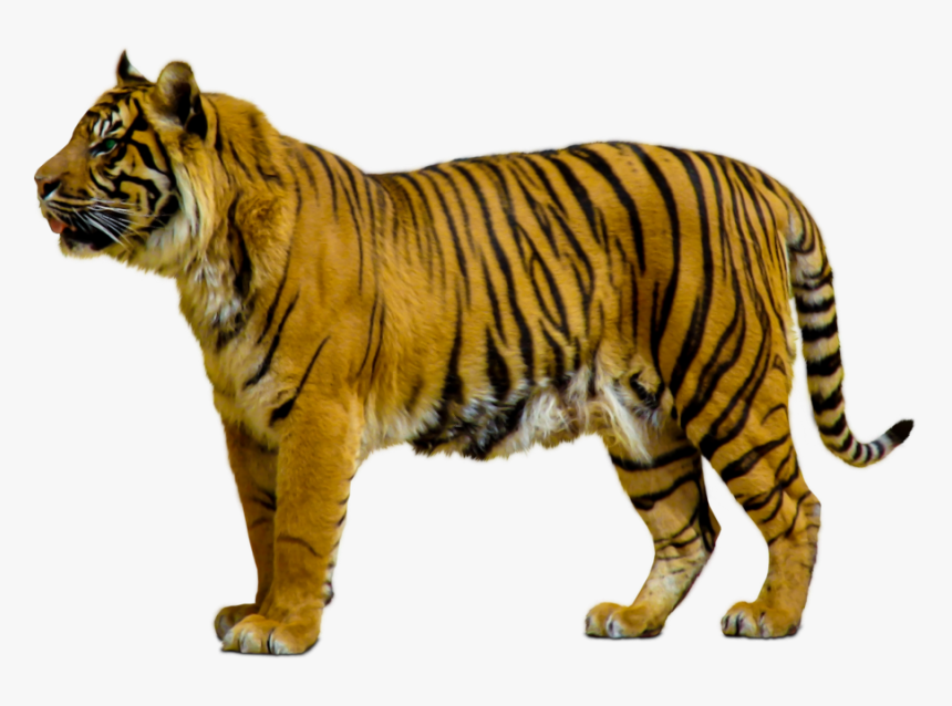 Tiger,terrestrial Animal,felidae,siberian Tiger,animal - Animals Png Transparent, Png Download, Free Download