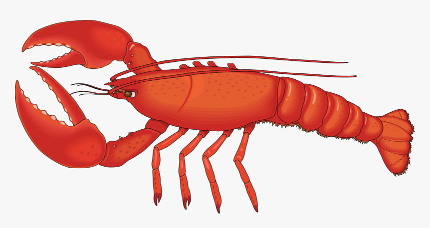 Lobster Png, Transparent Png, Free Download