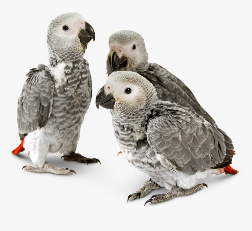 Endangered Animals In Png - African Grey Bird Baby, Transparent Png, Free Download