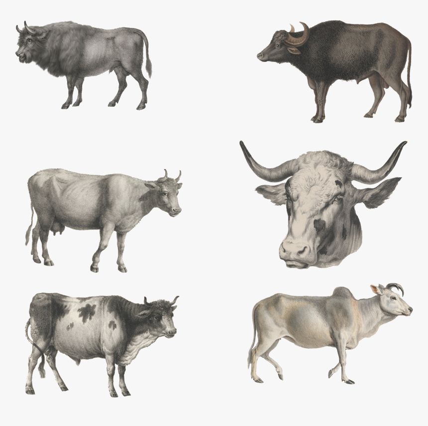 Ox Animal - Ox Images Download, HD Png Download, Free Download