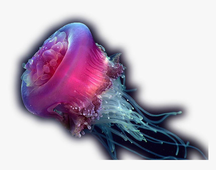 Com Jellyfish P - Deep Sea Creatures Png, Transparent Png, Free Download