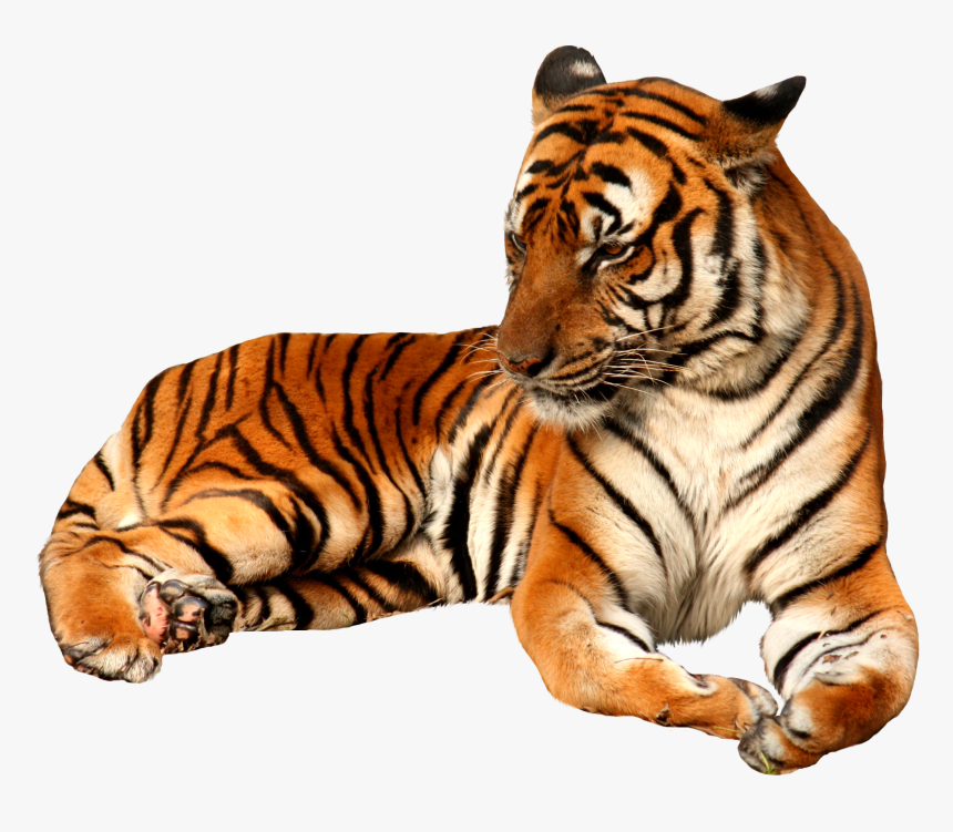 Transparent Background Tiger Png, Png Download, Free Download