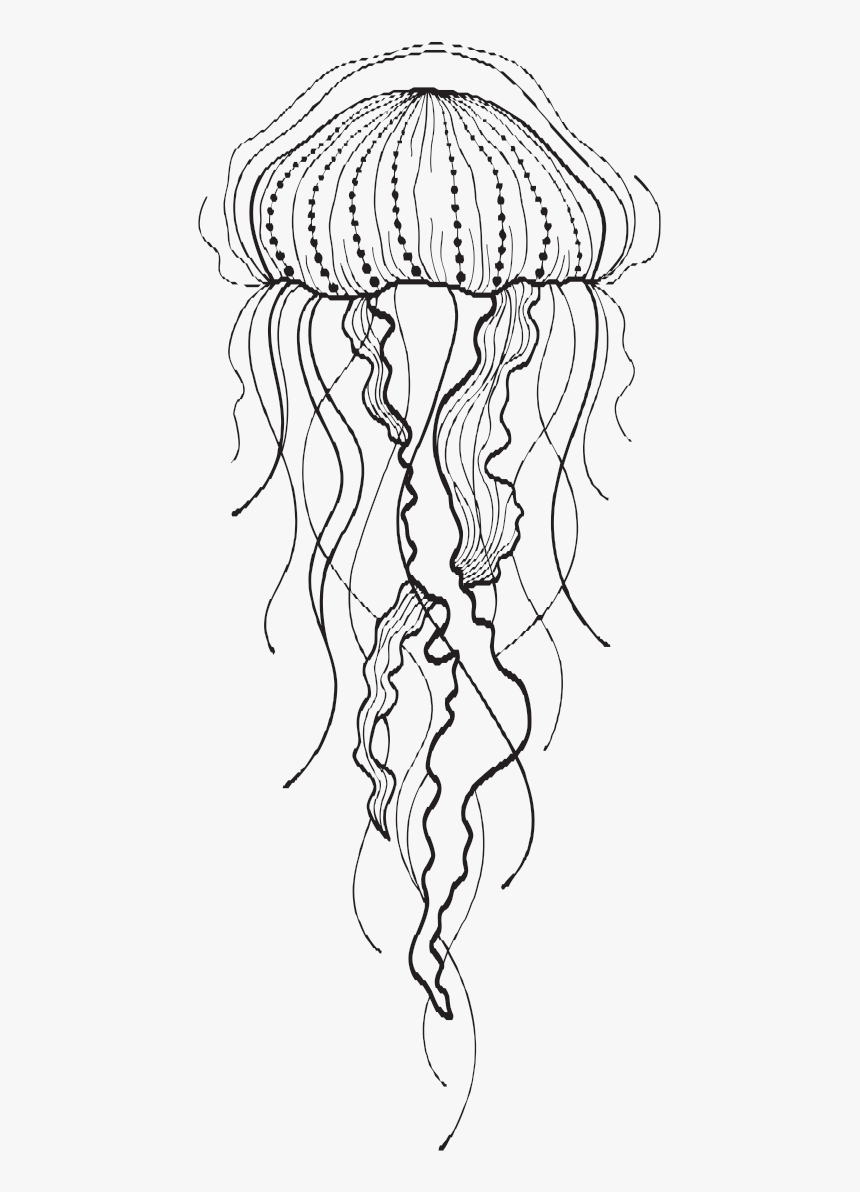 Transparent Jellyfish Png - Moon Jellyfish Jellyfish Drawing, Png Download, Free Download