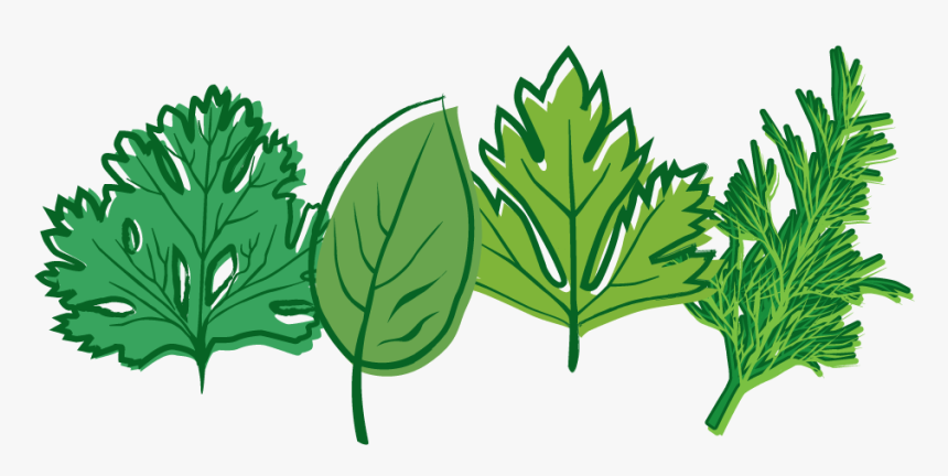 Download Herbs Png Picture - Herb Clipart Png, Transparent Png, Free Download