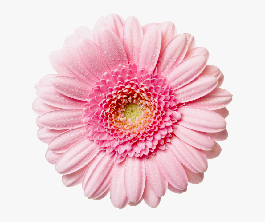 Flower With Transparent Background Clipart - Transparent Background Pink Flower Png, Png Download, Free Download